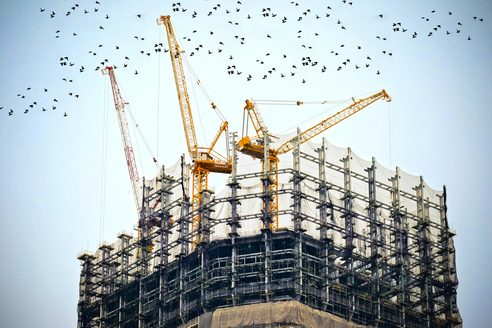 Grues de chantier au sommet d'une structure métallique en construction, sous un ciel traversé d'oiseaux.